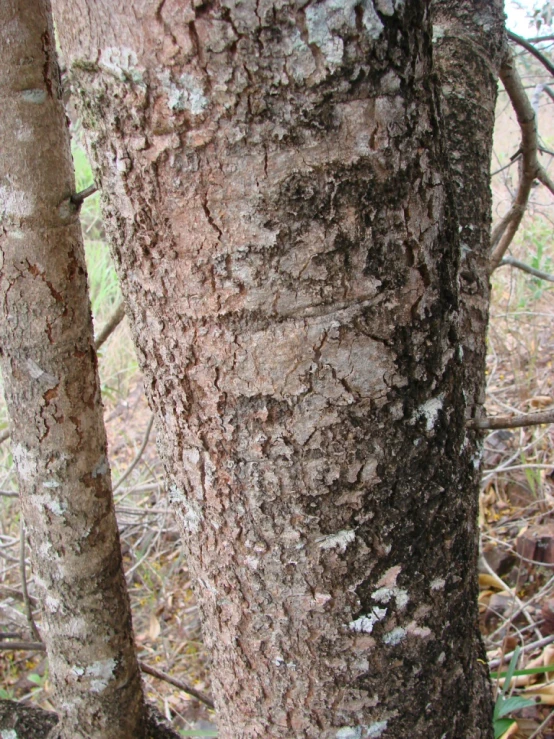 the bark on the trunk of a pine tree in a wooded area