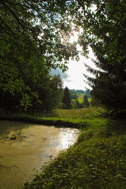 an image of a river flowing between trees