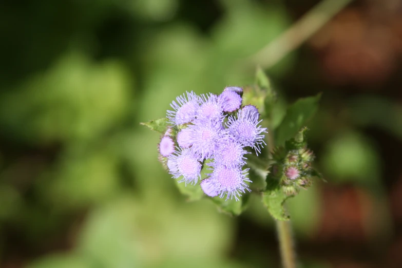 the tiny purple flowers are on the nch