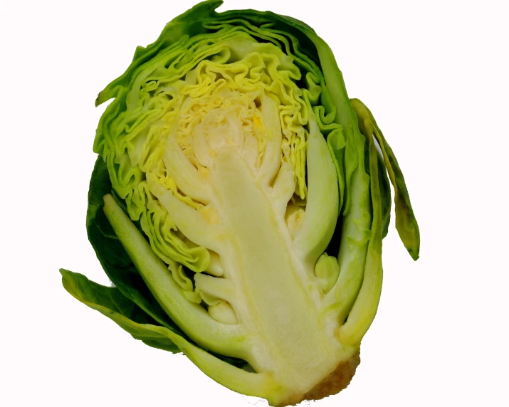 closeup of a lettuce head on a white background