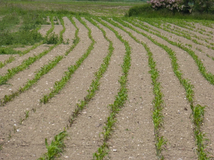 a large field with small corn plants