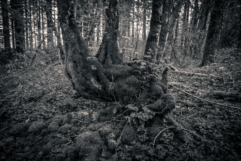 an old fallen tree with moss growing on it