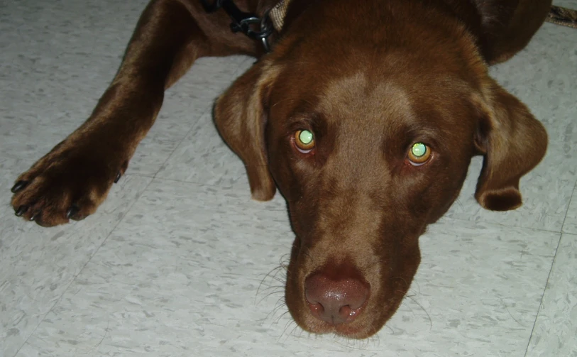 a brown dog laying on the floor next to a window