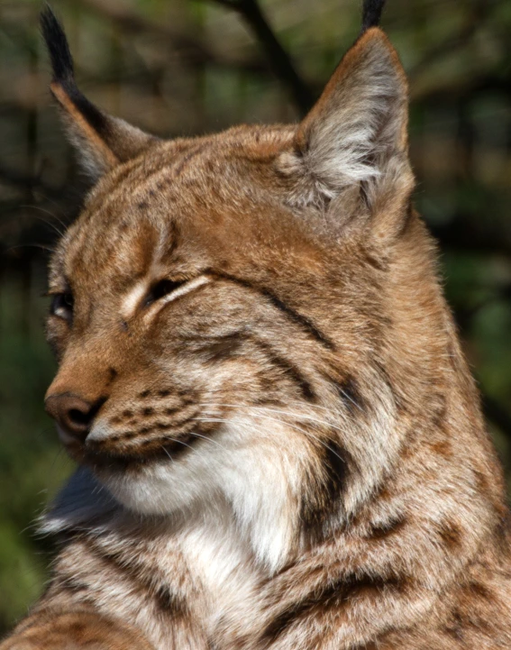 a closeup of a cat with his eyes closed