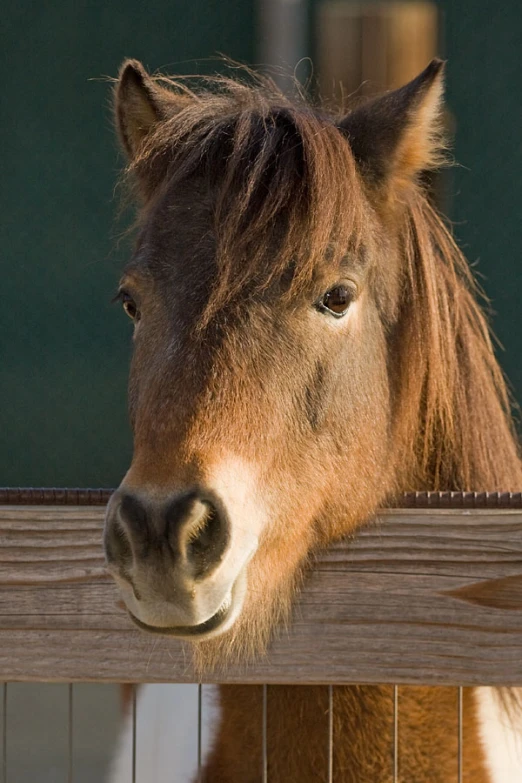 the horse is looking at the pographer in an enclosure