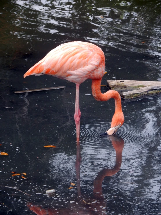 flamingo on the water drinking from it's beak