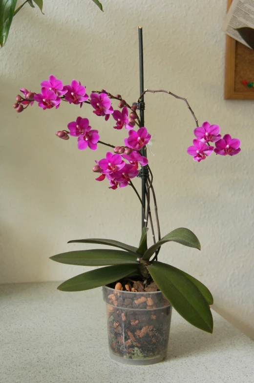 purple flowers are growing in a potted plant on the table