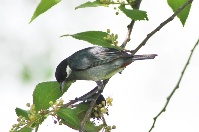 a black and grey bird perched on a nch