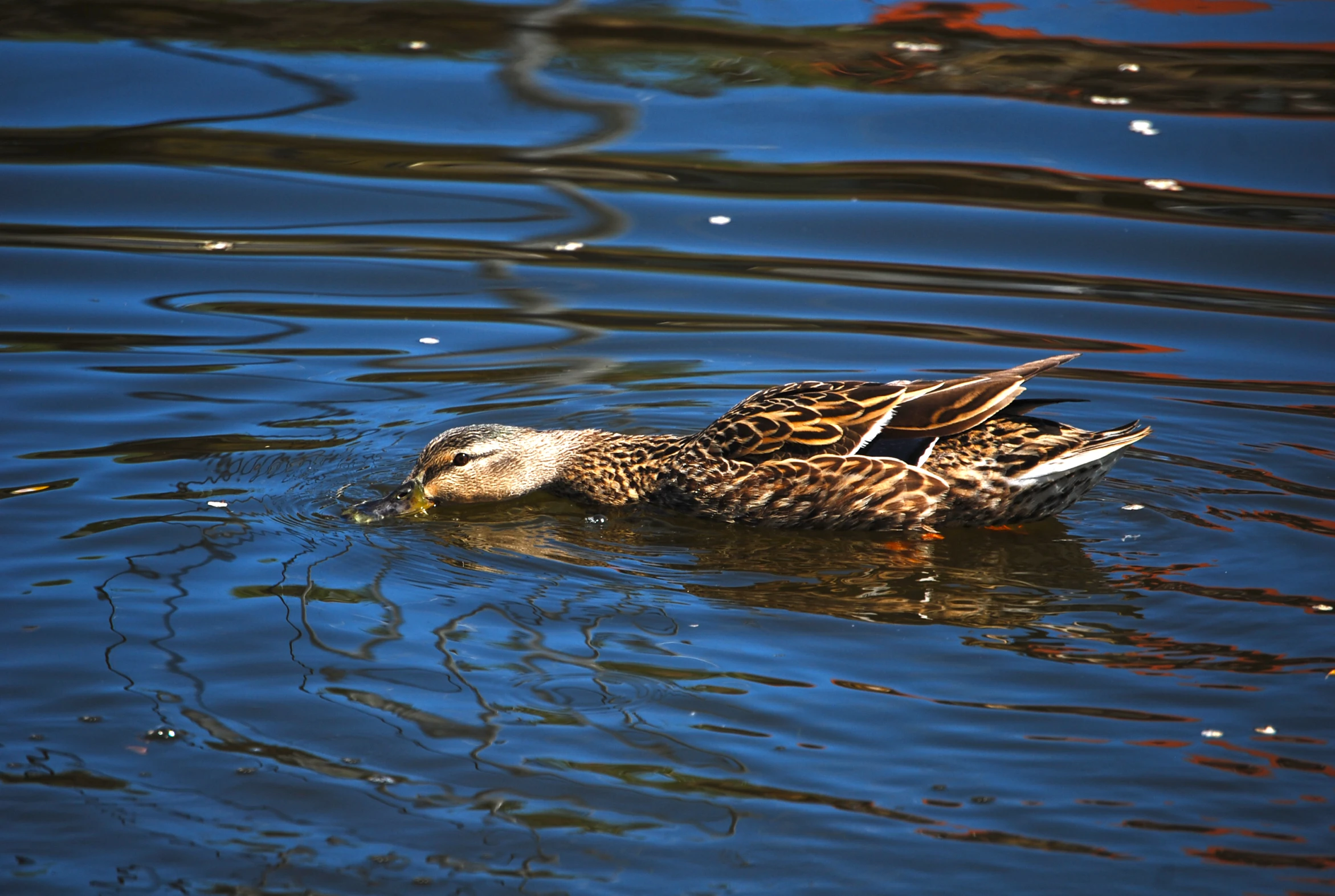 a duck is floating on the water outside