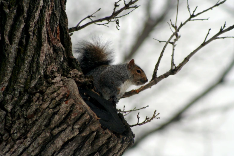 there is a squirrel climbing a tree limb