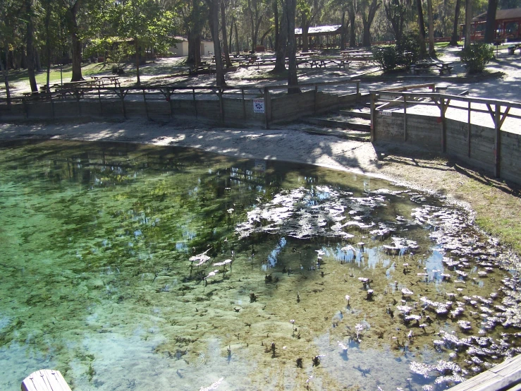 a pond of dead birds sitting on top of it