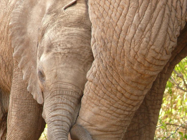 an elephant that is walking with its baby