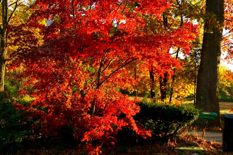 a red tree is in the middle of an autumn walk