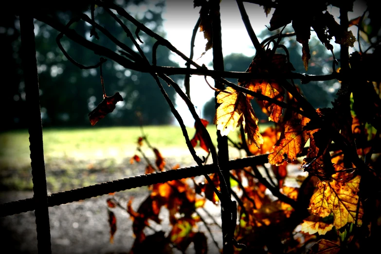 the leaves are on a tree and their leaves are turning red