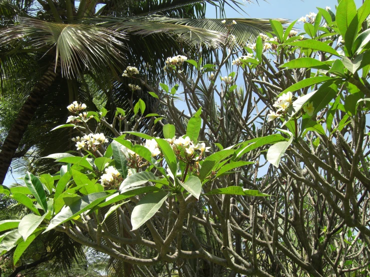 tree nches with flowers and many leaves in front of blue sky