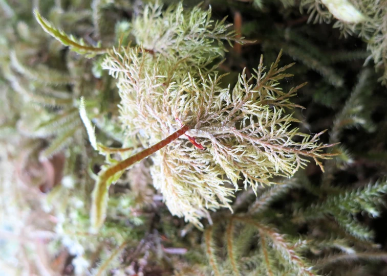 the grass and leaves of the tree look like tiny things