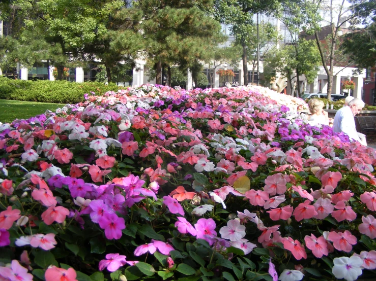 several rows of pink and white flowers in the park