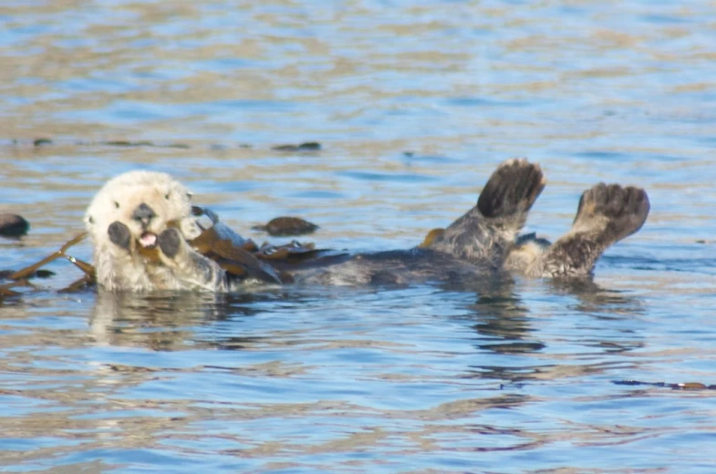 two ducks swimming in the water together