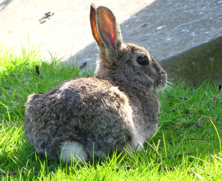 a small bunny sits in the shade on some grass