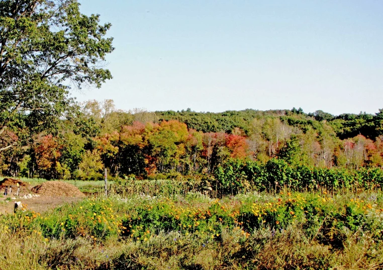 a green pasture with trees and a few horses