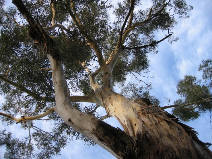 the tall tree looks upward from its root to the sky