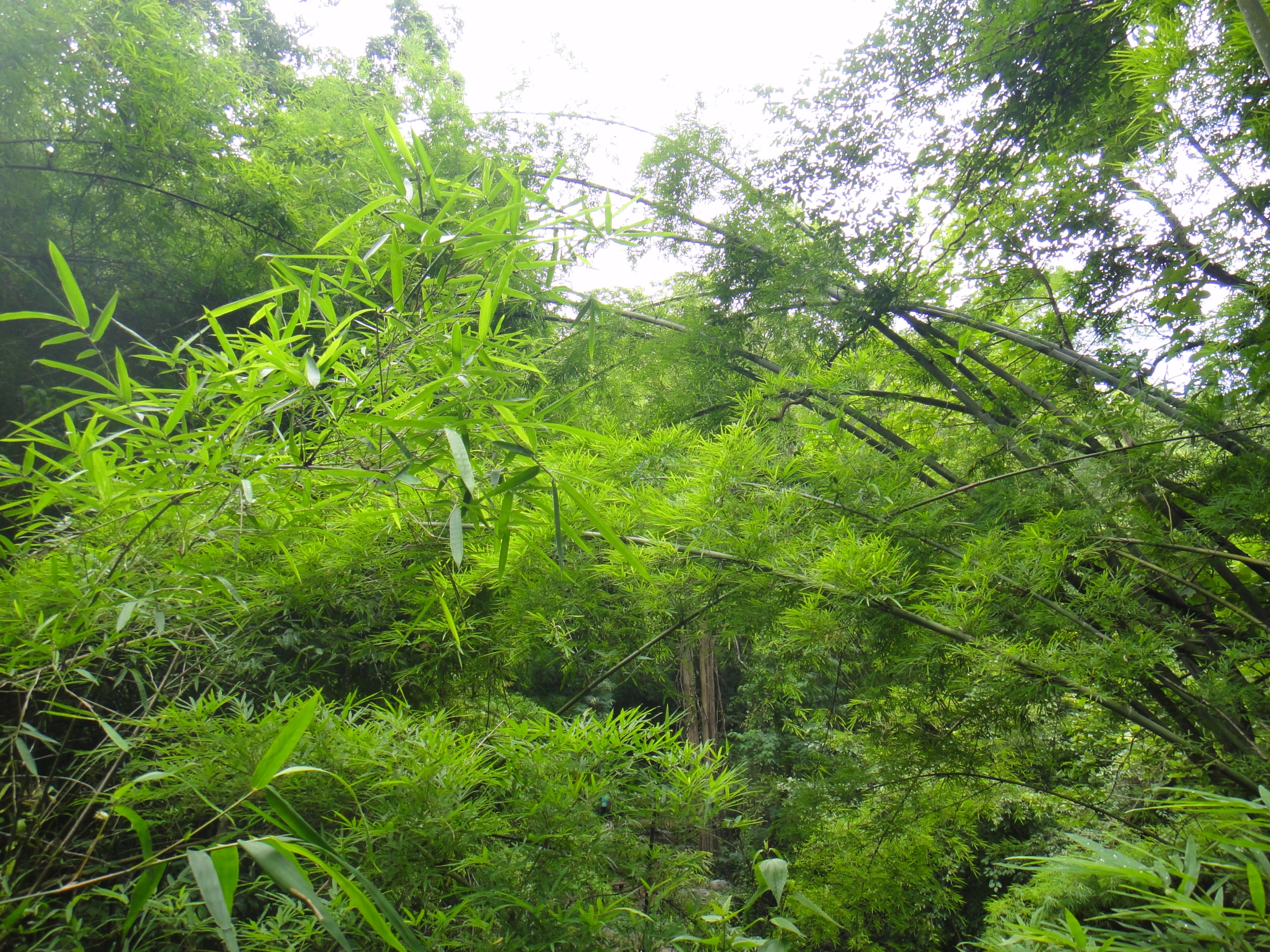 lush green trees and foliage are in the forest