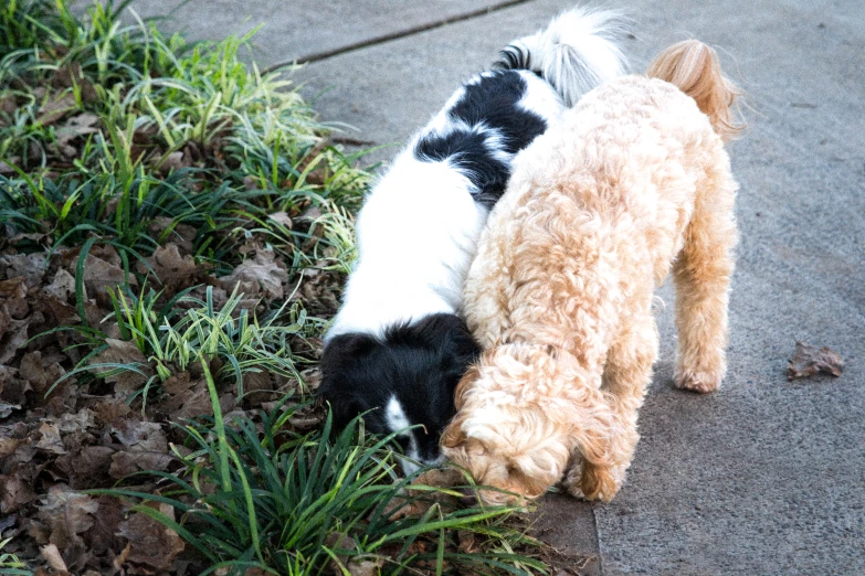 the dog is outside walking near another dog