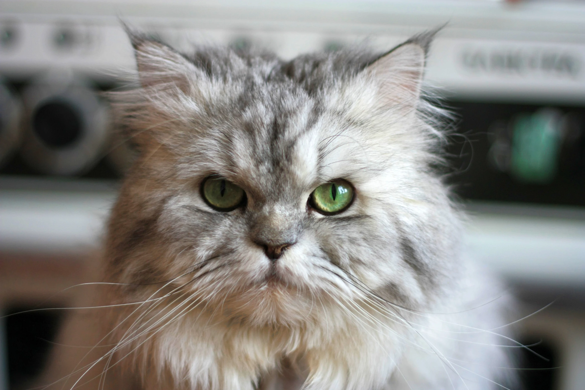 the grey cat is staring very intently at the camera