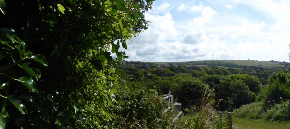 a lush green field surrounded by trees and bushes