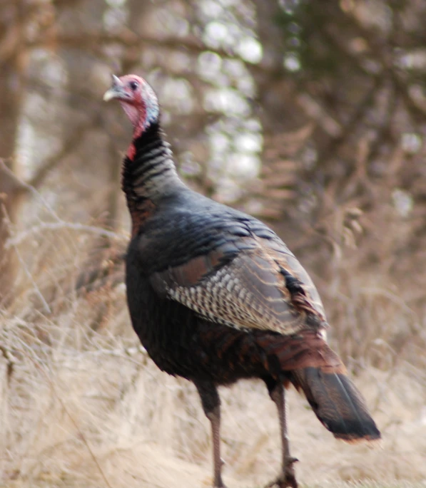 a turkey standing in the woods in front of trees