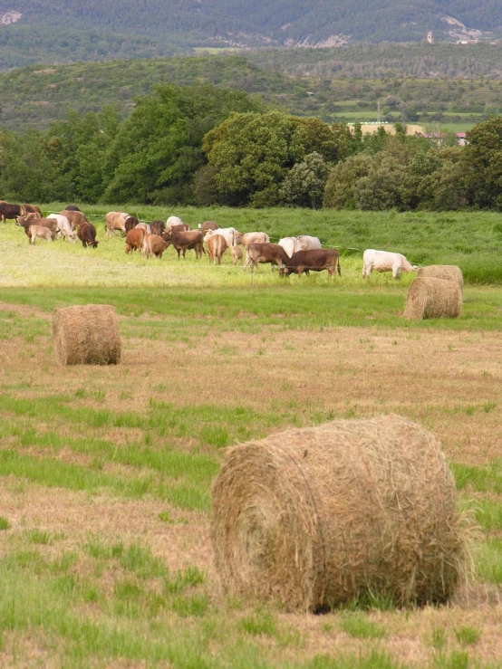 a herd of cows grazing in a field with bales of hay