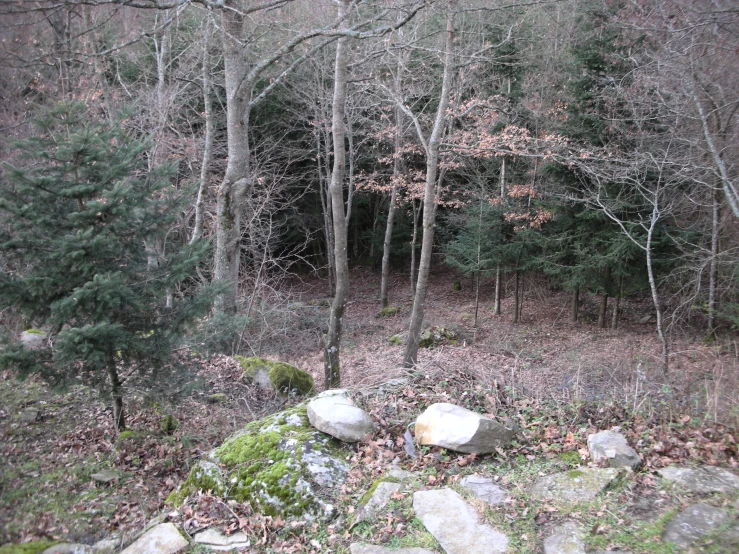 trees and moss in a wooded area with some large rocks