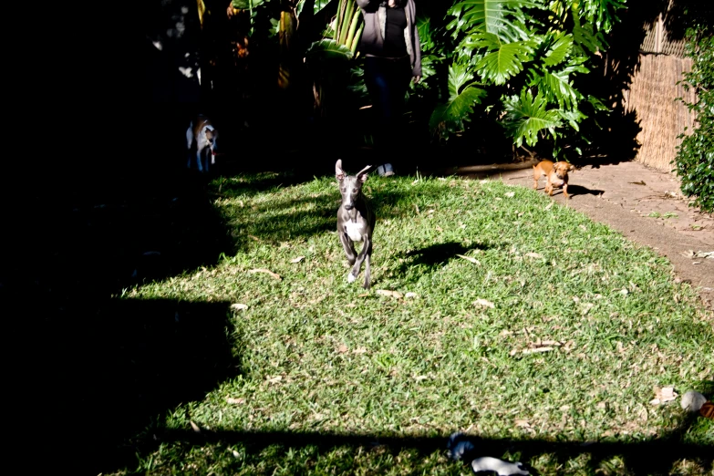 a dog is running down a lawn towards the camera