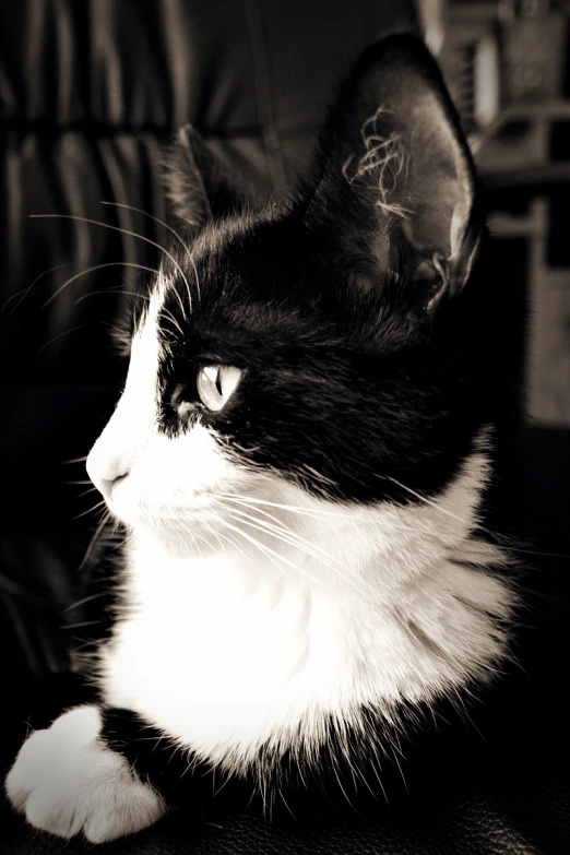 the black and white cat is sitting on the couch