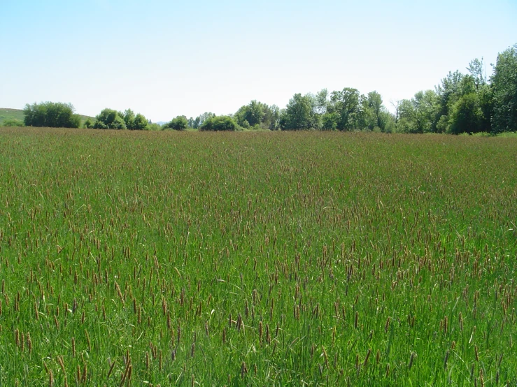 a field of grass in a line with trees in the background