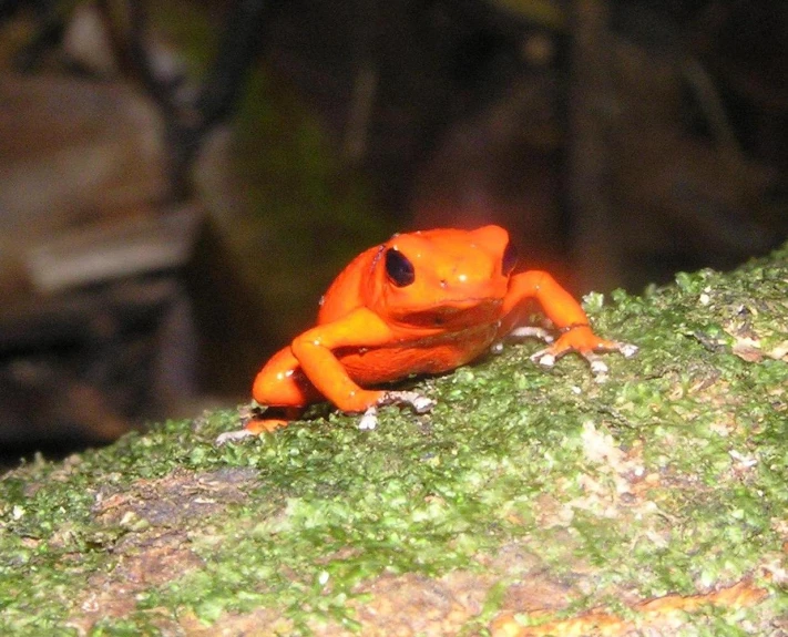 an orange frog with black spots sits on a moss covered nch