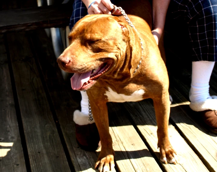 the dog is wearing a collar while on a wooden bench