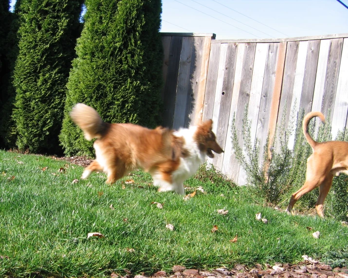 two dogs that are running together on the grass
