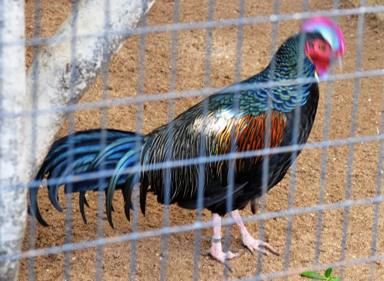 the black and blue rooster is walking behind the fence