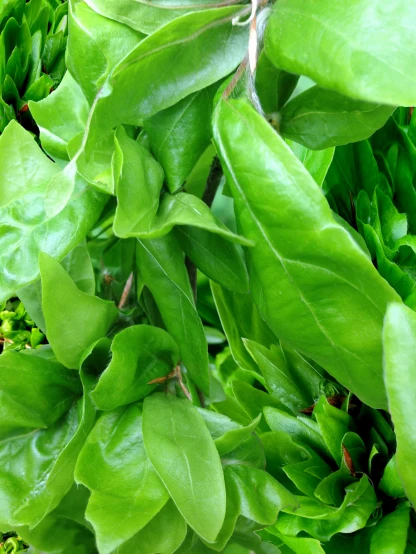a closeup of several green plants with leaves on them