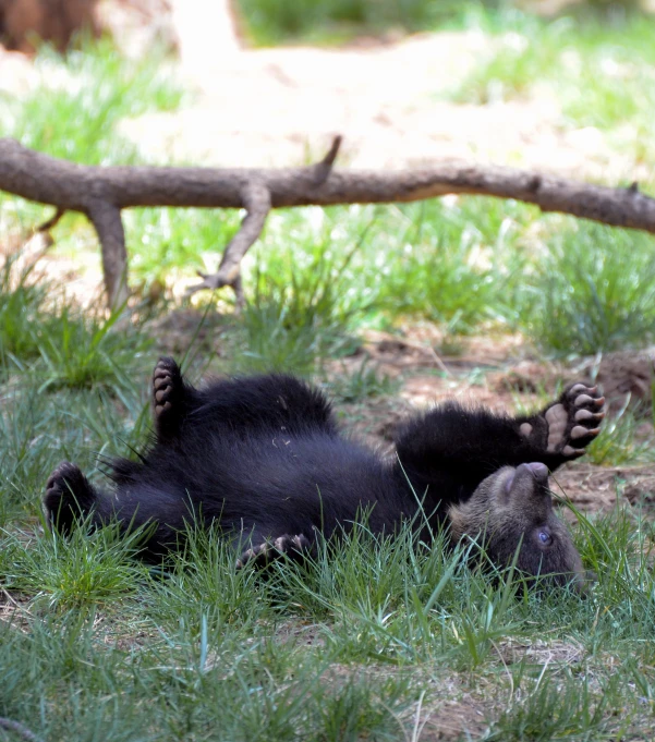 a black bear lies on its back in the grass