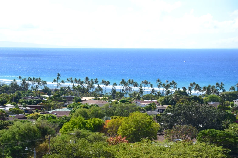 an island view shows palm trees, the ocean and buildings