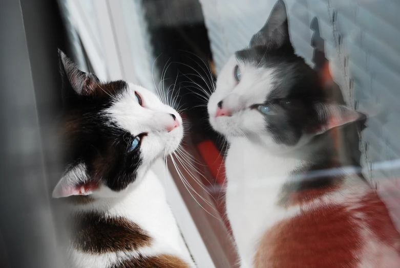 two cats looking at each other through a mirror