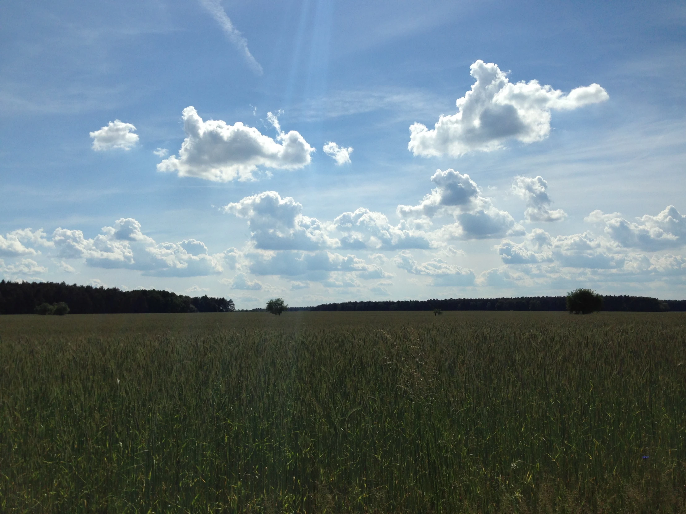 a field full of lots of tall grass