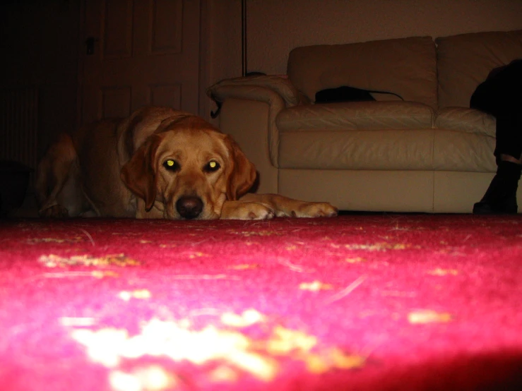 a dog looking directly into the camera while resting on the carpet