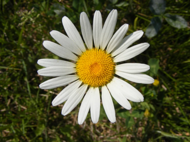 the head and petals of a white flower
