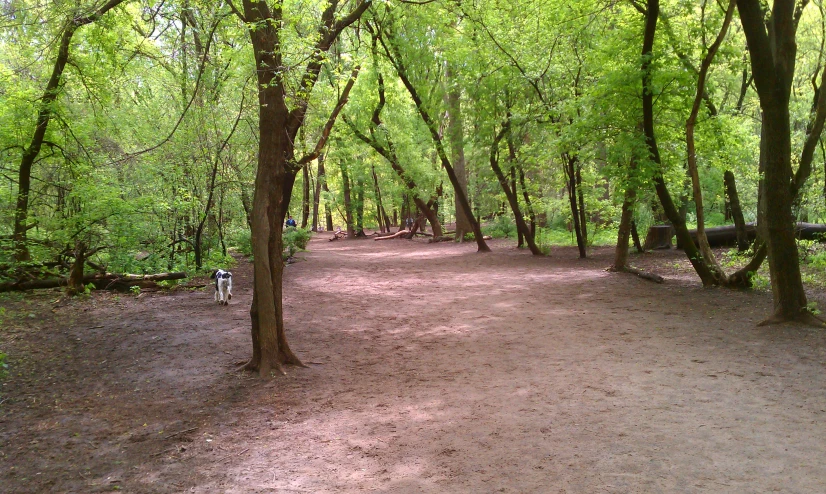 a couple of dogs are walking through the woods