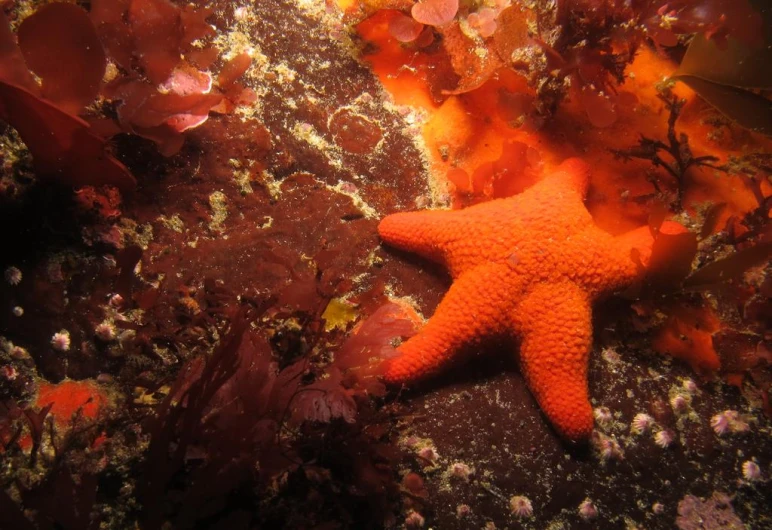an orange starfish on the reef, surrounded by various seaweed and other animals