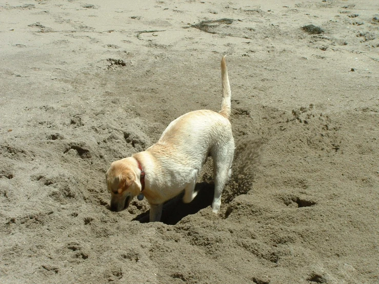 a small brown dog digging in the sand
