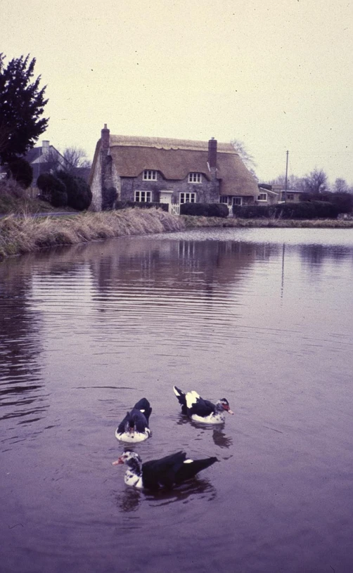 ducks and geese swimming in the water next to a building